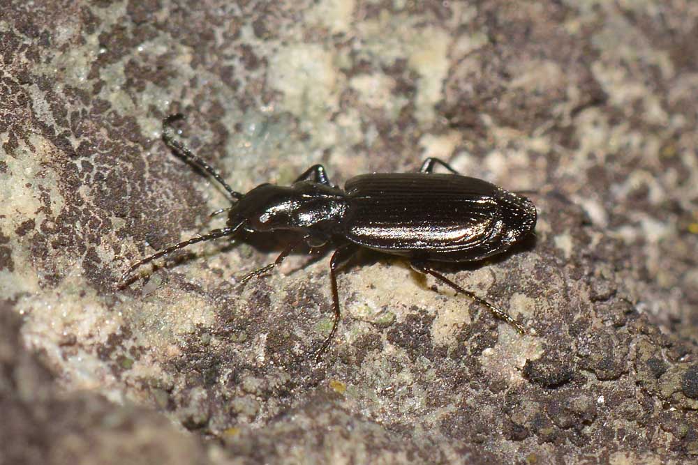 Syntomus sp? Apristus europaeus, Carabidae